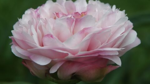 Peony Hybridizers: Balassis Marina