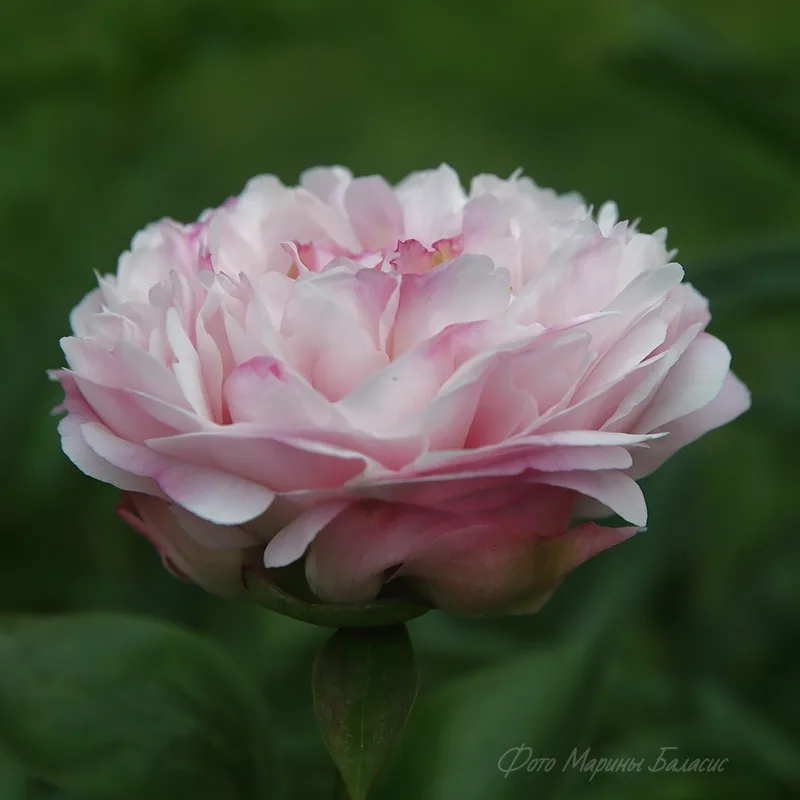 Peony Hybridizers: Sekerka Pavel – The Peony Society