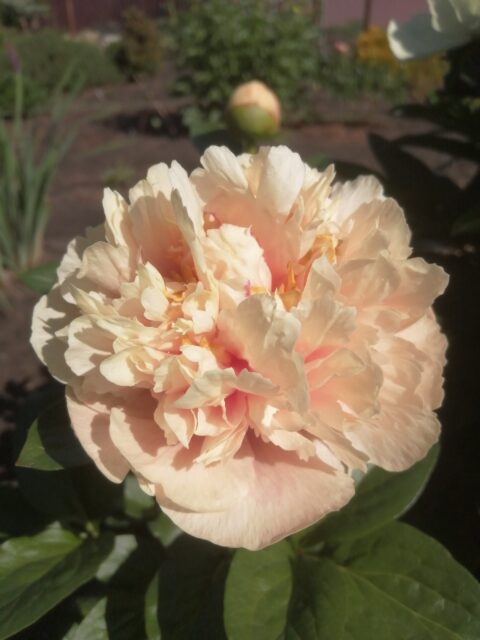Golden Frolic x Coral Charm, first bloom in 2025 (Bredikhin)