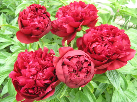 Herkules (Gorobets, 2017)