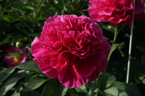 Hongse Xinyang (Old Faithful x Lemon Chiffon)