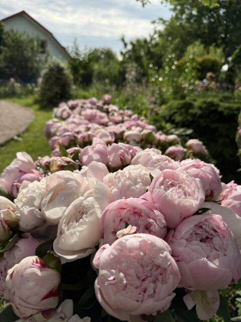 Peonies - Оксана Клюс