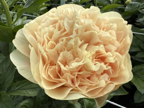 Hierapolis (Scholten, 2022)