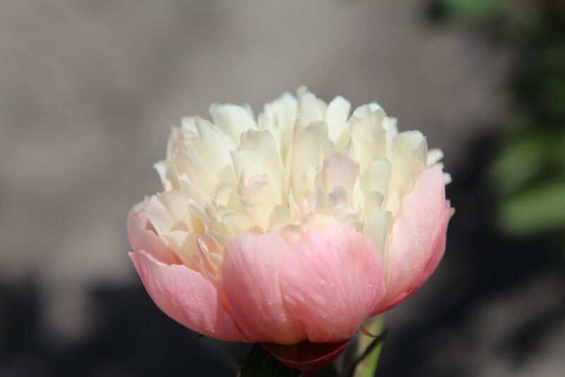 Nikita (Warmerdam, 2021)