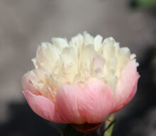 Peony Hybridizers: Warmerdam Ruud