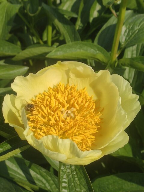 Concordia Droysen (Fawkner, 2003)