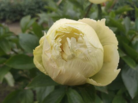 Dipple Gowt (Fawkner, 2013)