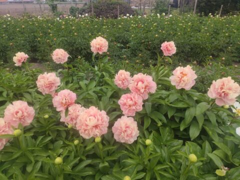 Triphena Parkin (Fawkner, 2009)