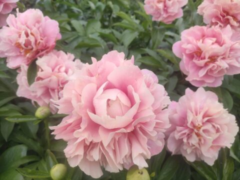 Triphena Parkin (Fawkner, 2009)