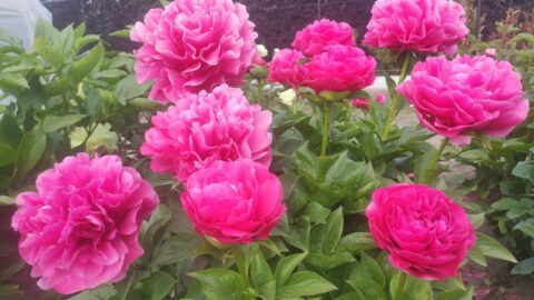 Peony Hybridizers: Hurtekant Koen