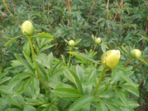 Dipple Gowt (Fawkner, 2013)