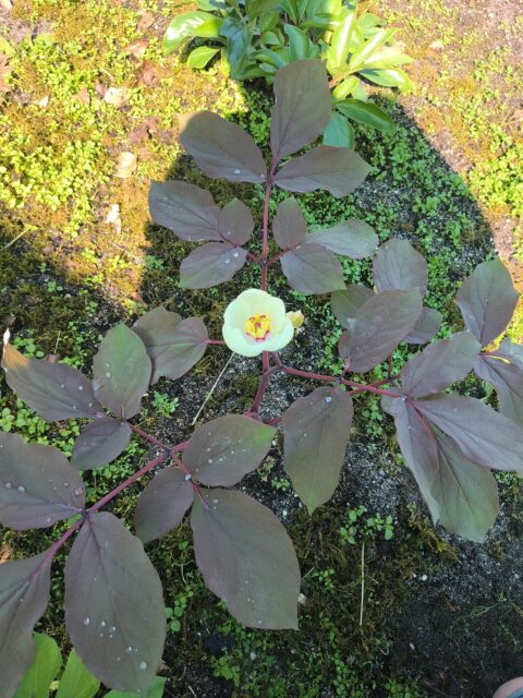 Paeonia obovata alba. Image by Koen Hurtekant