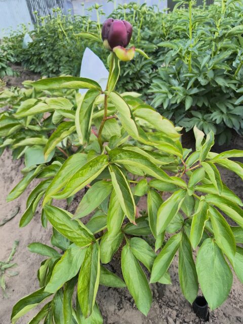 (Dipple Gowt x P. parnassica)