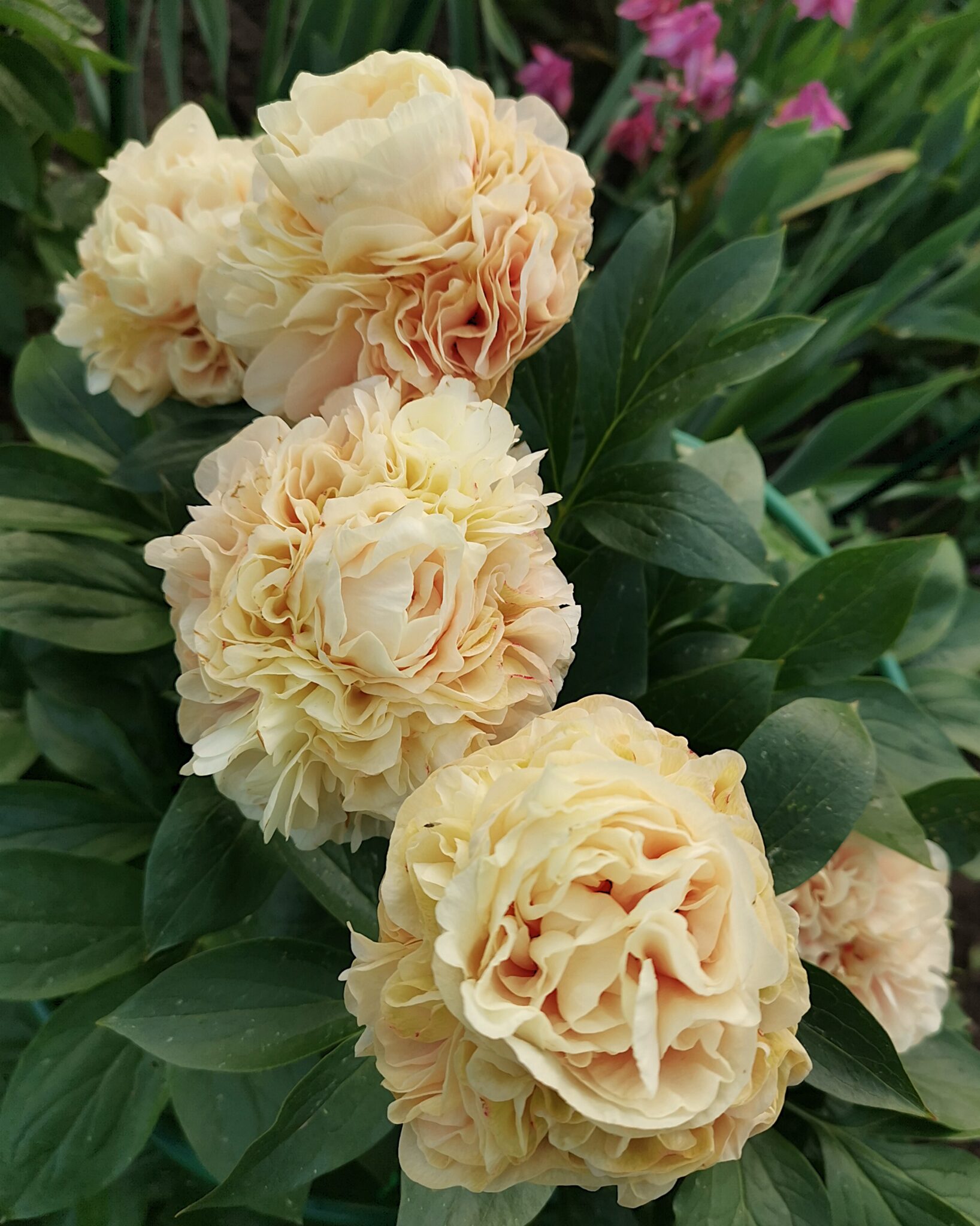✳︎peony✳︎ Peony Hybridizers: Kakareka Natallia – The Peony Society