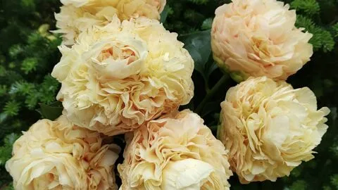 Peony Hybridizers: Kakareka Natallia