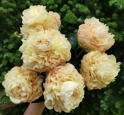 Apricot Morning (Kakareka Natallia, 2025)