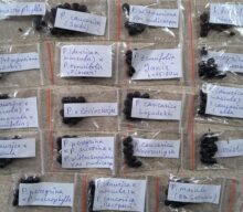 The best peony germinating substrate: part 2