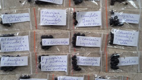 The best peony germinating substrate: part 2