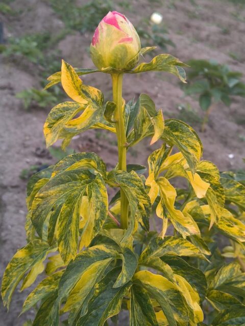 Variegated Coral Sunset