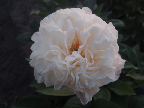 OFT001