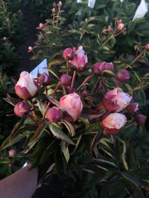 Mieke Bral F2 Pink