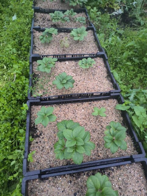 Tissue cultured plantlets of Christine Carrette