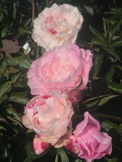 Mieke Bral F2 Pink