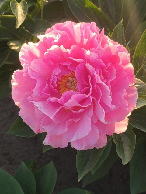 Pink Old Faithful mutation