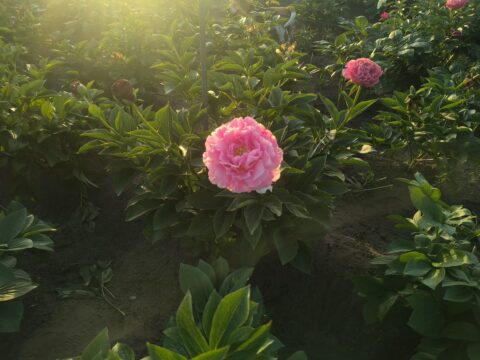 Pink Old Faithful mutation