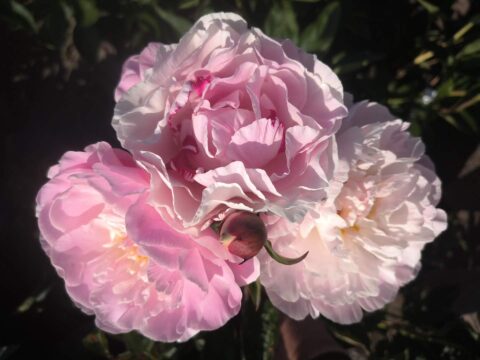 Mieke Bral F2 Pink