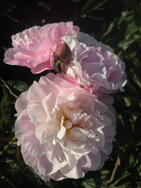 Mieke Bral F2 Pink