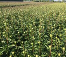 Dutch peony market 2024