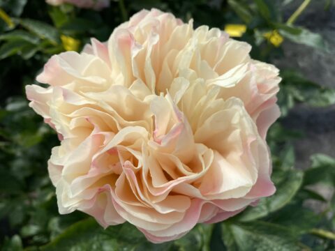 Hypnos (Scholten, 2022)