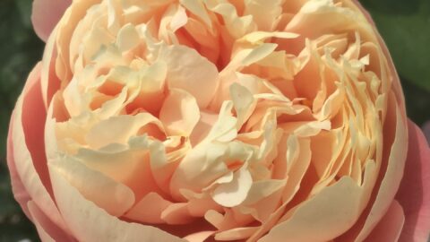 Peony Hybridizers: Scholten Joshua and Jeremy