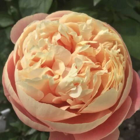 Vika (Scholten, 2022)