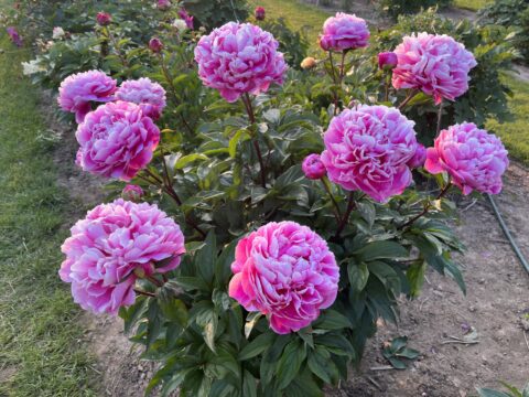 James E. Behrens (Tetzlaff, 2026)