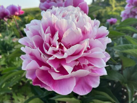 James E. Behrens (Tetzlaff, 2026)