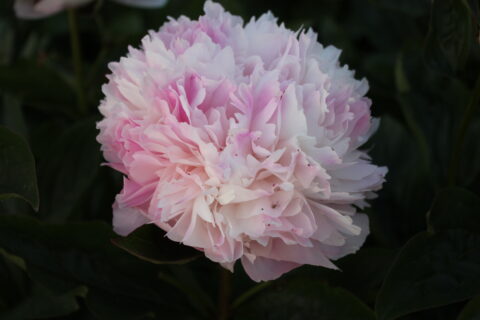 Kadango (Future Peonies) Kadango (Future Peonies)