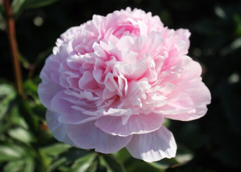 King of Spades (Future Peonies) King of Spades (Future Peonies)