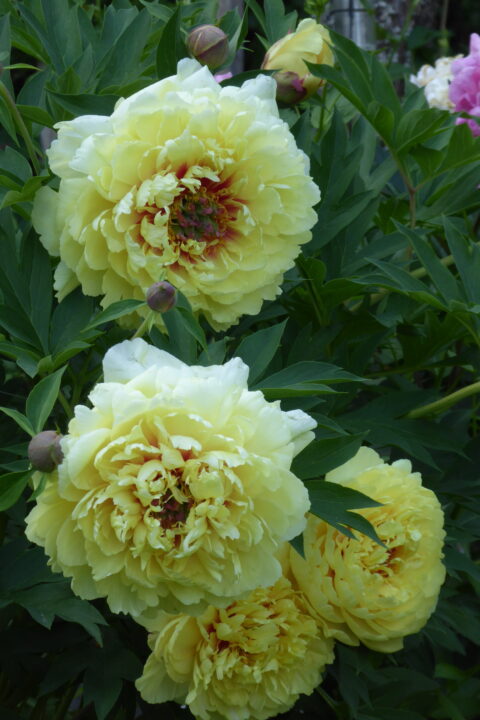 Itoh ‘Sonoma Yedo’, photo Armi Irene Seppälä