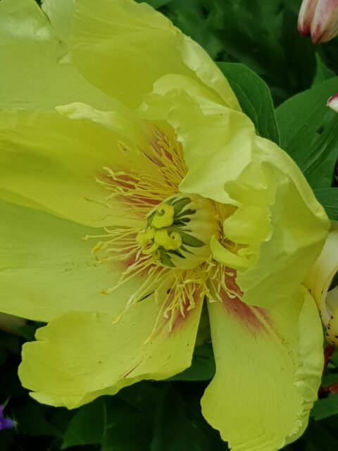 Itoh ‘Going Bananas’, photo Aulikki Salmia