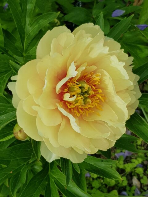 Itoh ‘Canary Brilliants’, photo Aulikki Salmia