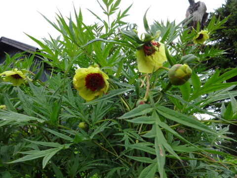 Nodding shrubby peony P. lutea, photos Margareta Breitholz Nash