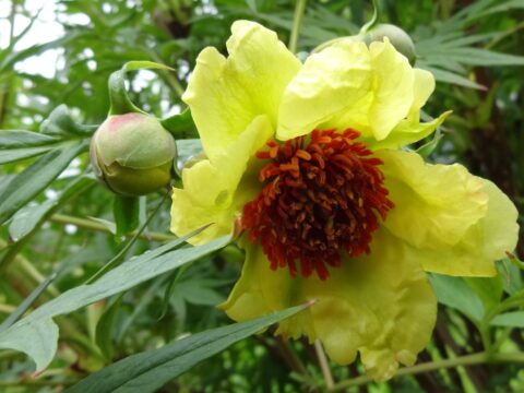 Nodding shrubby peony P. lutea, photos Margareta Breitholz Nash