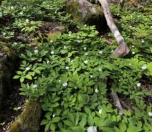 Paeonia japonica, the Japanese woodland peony