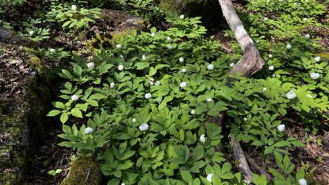 Paeonia japonica, the Japanese woodland peony