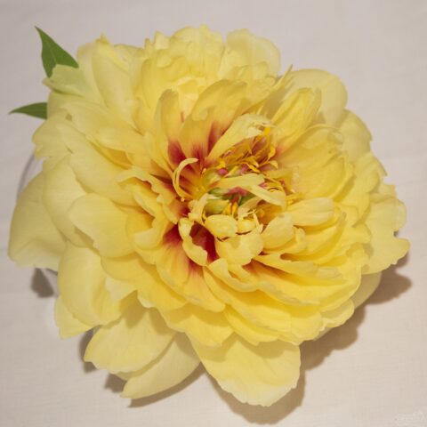 Lutea hybrid ‘Alice Harding’, photo Antti Leino, Pionien Koti