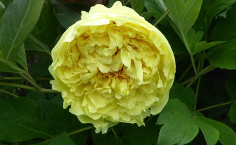 Itoh ‘Yellow Crown’, photo Armi Irene Seppälä