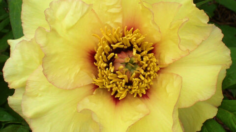 Where Did Yellow Itoh Peonies Get Their Colour?