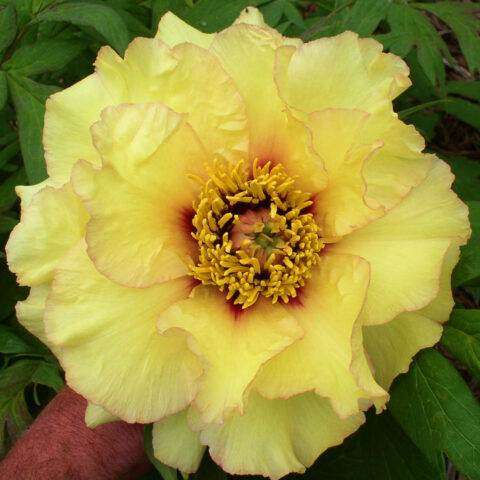 Lutea hybrid ‘Golden Era’, photo Nate Bremer